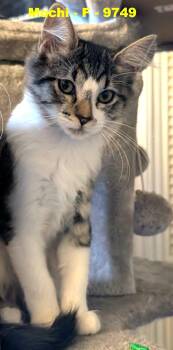 Domestic Short Hair Cats Available for Adoption - Mochi | PetCurious