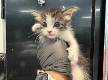 A1933487 -  Domestic Short Hair Cat for Adoption in Thousand Palms, California - A1933487 | PetCurious
