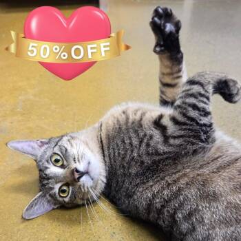 Mochi -  Domestic Short Hair Cat for Adoption in Belfair, Washington - Mochi | PetCurious