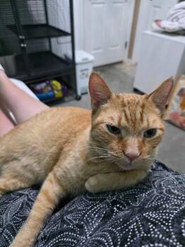Domestic Short Hair Cats Available for Adoption in Anthem, Arizona - Oz | PetCurious