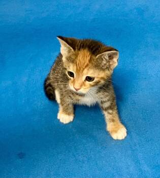 Tory -  Torbie Cat for Adoption in Gastonia, North Carolina - Tory | PetCurious