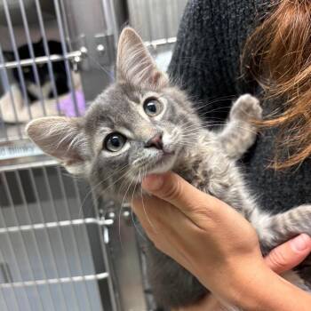 Domestic Medium Hair Cats Available for Adoption in Goleta, California - PicassoKitten | PetCurious