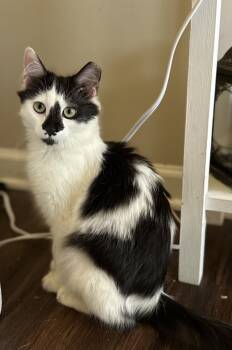 Rescue Domestic Long Hair Cats for Adoption in Greenville, South Carolina - Marguerite SC | PetCurious