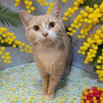 Domestic Short Hair Cats Available for Adoption - Mimosa | PetCurious