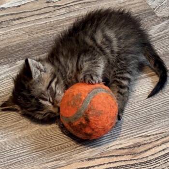 Fritter -  Domestic Short Hair Cat for Adoption in Kanab, Utah - Fritter | PetCurious
