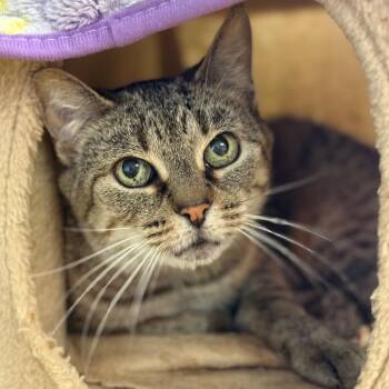 Rescue Domestic Short Hair Cats for Adoption in Hudson, New York - Cici | PetCurious