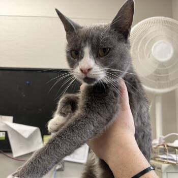 Domestic Short Hair Cats Available for Adoption in Columbiana, Alabama - Cardinal | PetCurious