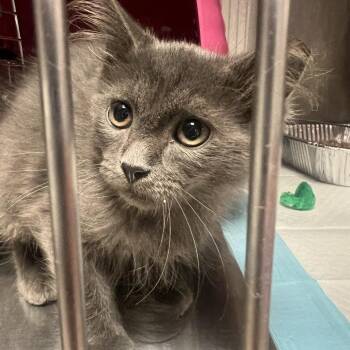 Allen -  Domestic Medium Hair Cat for Adoption in Salt Lake City, Utah - Allen | PetCurious