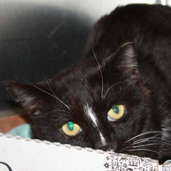 Domestic Short Hair Cats Available for Adoption - James Bond | PetCurious