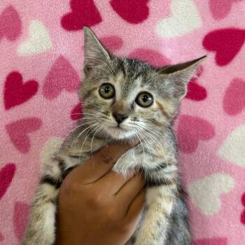 Aquarius -  Domestic Short Hair Cat for Adoption in Goleta, California - Aquarius | PetCurious