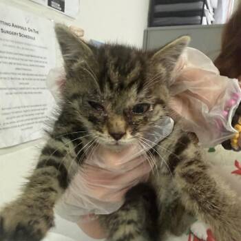 Gatsby -  Domestic Short Hair Cat for Adoption in Charleston, West Virginia - Gatsby | PetCurious