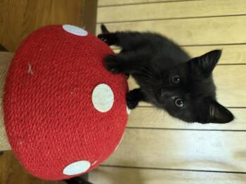 Fredia -  Domestic Short Hair Cat for Adoption in Bethel Park, Pennsylvania - Fredia | PetCurious