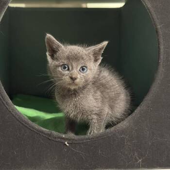 Ethel 2279 -  Russian Blue Cat for Adoption in Kansas City, Missouri - Ethel 2279 | PetCurious