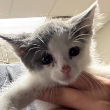 Mulberry - 081209U -  Domestic Medium Hair Cat for Adoption in Tupelo, Mississippi - Mulberry - 081209U | PetCurious