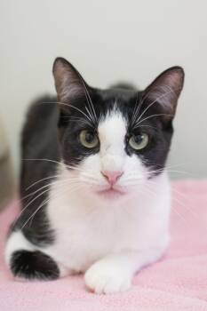 Regina -  Domestic Short Hair Cat for Adoption in Boise, Idaho - Regina | PetCurious