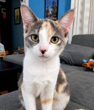 Tetra -  Domestic Short Hair Cat for Adoption - Tetra | PetCurious