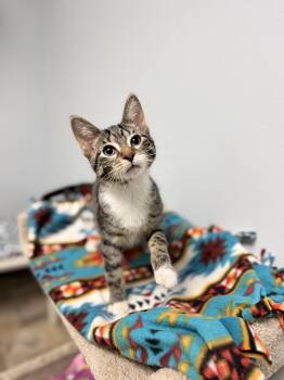 Sophie -  Domestic Short Hair Cat for Adoption in Mineral Point, Wisconsin - Sophie | PetCurious