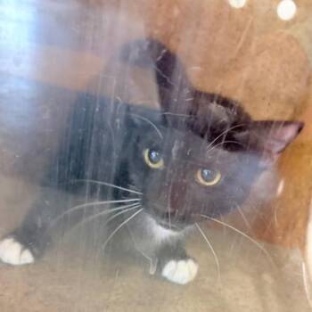 Domestic Short Hair Cats Available for Adoption in West Chester, Pennsylvania - Orcho Twin | PetCurious