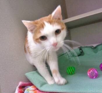 Domestic Short Hair Cats Available for Adoption in Delhi, New York - WILBUR | PetCurious