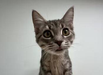 Rescue Domestic Short Hair Cats for Adoption in Evanston, Illinois - Asparagus | PetCurious