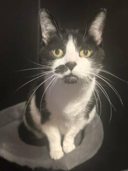 Tootsie -  Domestic Short Hair Cat for Adoption in Hartville, Ohio - Tootsie | PetCurious