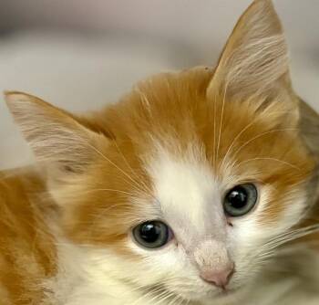 Tajin -  Domestic Long Hair Cat for Adoption in Jackson, Michigan - Tajin | PetCurious
