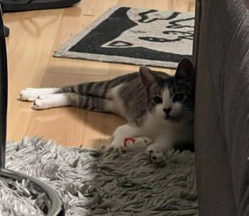 Rescue American Shorthair Cats for Adoption in Beverly Hills, California - Pearl | PetCurious