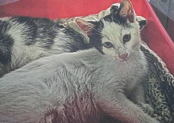 Domestic Short Hair Cats Available for Adoption - Tic | PetCurious