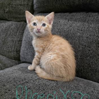 Phoenix -  Domestic Short Hair Cat for Adoption in Mastic, New York - Phoenix | PetCurious