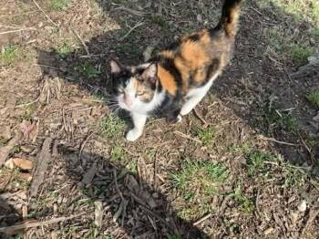 Domestic Short Hair Cats Available for Adoption - Duchess | PetCurious