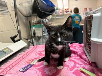 Rescue Domestic Short Hair Cats for Adoption in Raleigh, North Carolina - MELMAN | PetCurious
