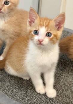 Nacho -  Domestic Medium Hair Cat for Adoption in Nashville, Tennessee - Nacho | PetCurious