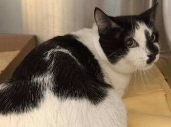 Jonathan -  Domestic Short Hair Cat for Adoption - Jonathan | PetCurious
