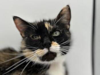 Domestic Short Hair Cats Available for Adoption in Portland, Oregon - Junebug | PetCurious
