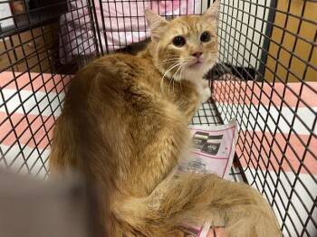 A613699 -  Domestic Medium Hair Cat for Adoption in Modesto, California - A613699 | PetCurious