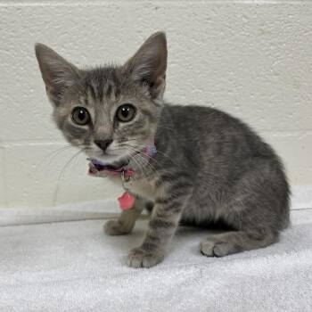 SVAS-Stray-39022 -  Domestic Short Hair Cat for Adoption in Lyndhurst, Virginia - SVAS-Stray-39022 | PetCurious