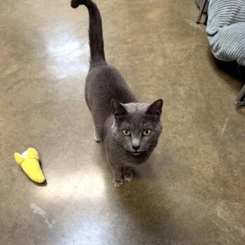 Martha -  Domestic Short Hair Cat Available for Adoption in Jasper, Indiana - Martha | PetCurious