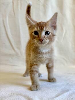 Domestic Short Hair Cats Available for Adoption in Buffalo, Minnesota - Cheese | PetCurious