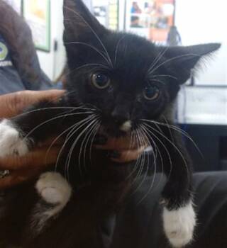 JOSEY -  Domestic Short Hair Cat for Adoption in Doral, Florida - JOSEY | PetCurious