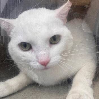 Davita -  Domestic Short Hair Cat for Adoption in Philadelphia, Pennsylvania - Davita | PetCurious