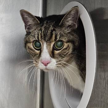 Domestic Short Hair Cats Available for Adoption in Greenville, South Carolina - Lucky | PetCurious