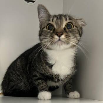 Domestic Short Hair Cats Available for Adoption in Uniontown, Pennsylvania - Missie | PetCurious