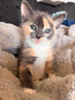 Pixie -  Domestic Short Hair Cat for Adoption in Ephrata, Washington - Pixie | PetCurious