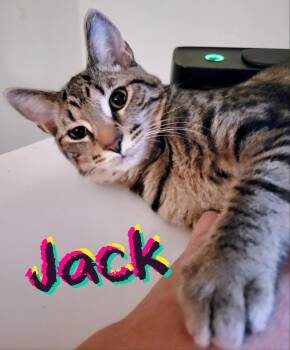 Rescue Domestic Short Hair Cats for Adoption in Morganton, North Carolina - Jack | PetCurious