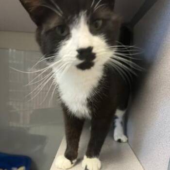 Dolla -  Domestic Short Hair Cat for Adoption in Cedar Rapids, Iowa - Dolla | PetCurious