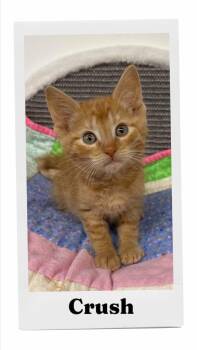 Crush -  Domestic Short Hair Cat for Adoption in Caistor Centre, Ontario - Crush | PetCurious