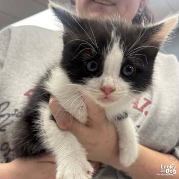 Domestic Long Hair Cats Available for Adoption in Washington, District Of Columbia - Mr. Dewey | PetCurious