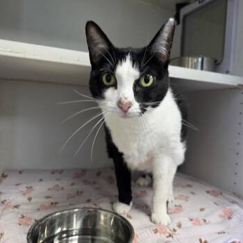 Kit -  Domestic Short Hair Cat for Adoption in Duncan, Oklahoma - Kit | PetCurious
