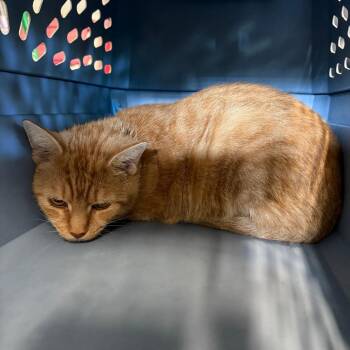 Tubby Harley -  Domestic Short Hair Cat for Adoption in Woodstock, Virginia - Tubby Harley | PetCurious