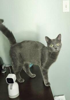 Cécile -  Domestic Short Hair Cat for Adoption in Sainte-martine, Quebec - Cécile | PetCurious